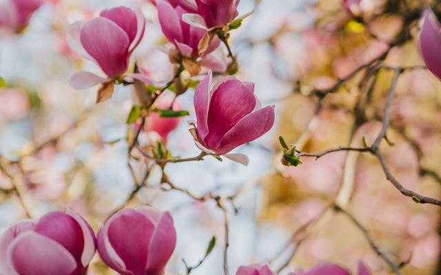 Auftakt zum April voller Blumen